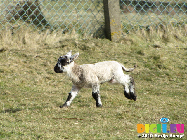 SX12432 Tiny little lamb running